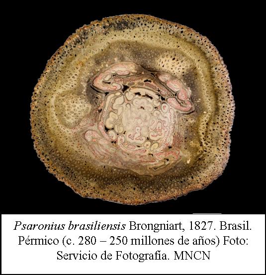 Psaronius