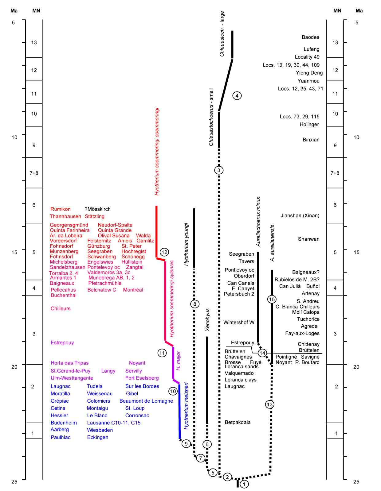 Phylogeny Hyotheriinae