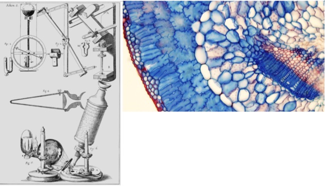 Microscopio y corte de una hoja