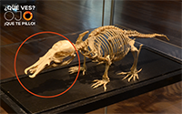Solución imagen concurso del esqueleto del ornitorrinco