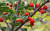 Solución imagen de rama de acebo con frutos rojos y hojas