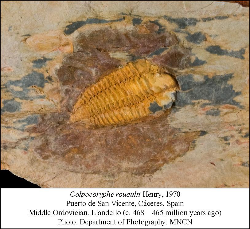 Trilobite