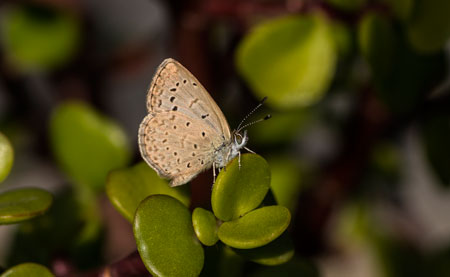 Mariposas y cambio climático