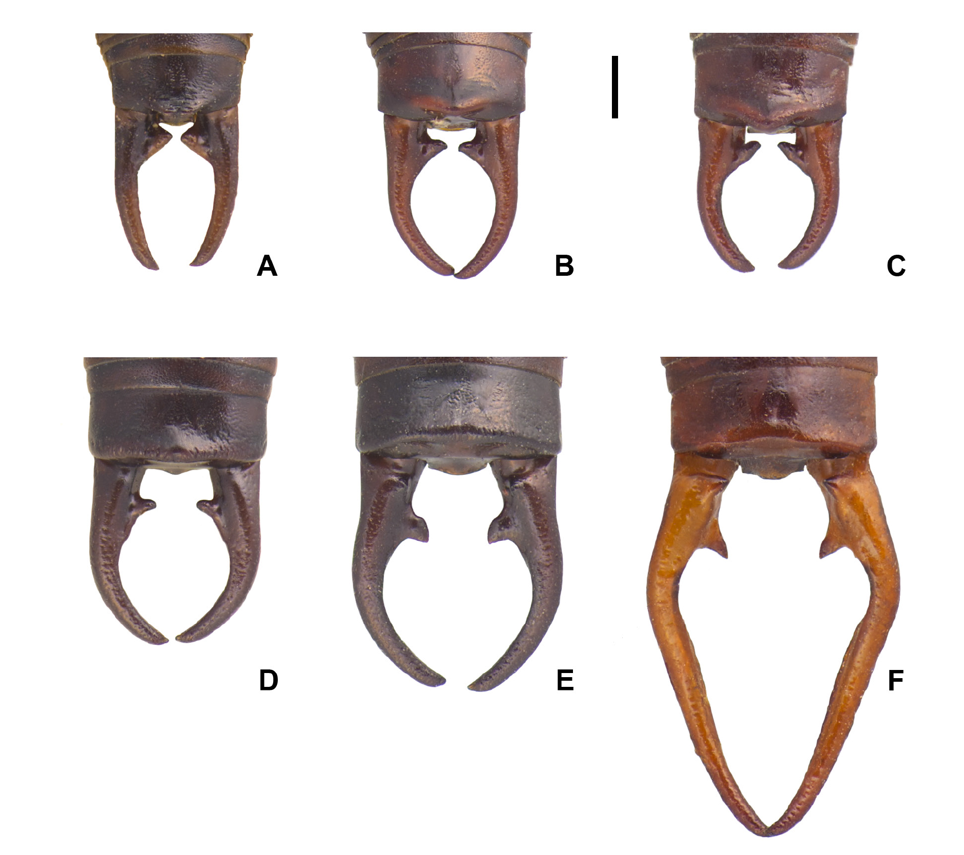 Imagen de los cercos o pinzas de los machos de la tijereta pirenaica, Pseudochelidura sinuata. Esta característica morfológica se ha utilizado para diferenciar especies, pero en este estudio se demuestra que esa metodología no siempre es fiable como se puede apreciar en la enorme variabilidad intraespecífica / Pilar Jurado Angulo.