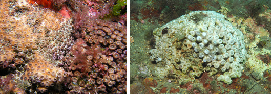 Imágenes de los corales que forman parte del proyecto