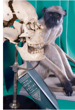 Craneo, mono y libro de Darwin