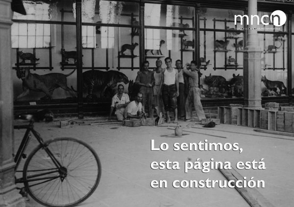 En construcción 