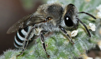 abejateica