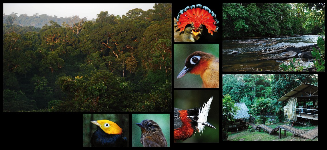 Diversification mechanisms in Amazonian birds, French Guiana