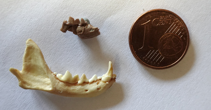 Fragmento de mandíbula de Galanthis baskini de Las Casiones y mandíbula completa de la especie actual Mustela nivalis (comadreja menor). /Alberto Valenciano.