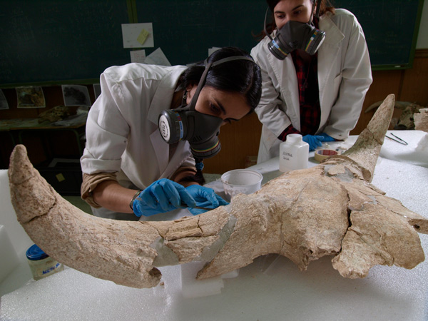 Momento en el laboratorio de restauración de uno de los cráneos de Cueva-Des-Cubierta. Foto Javier Trueba