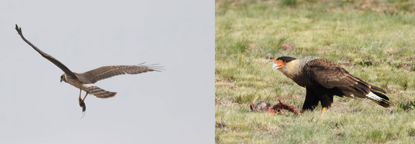   Aguilucho ceniciento (Circus cinereus)_Gonzalo Camiletti Carancho_(Caracara plancus)_Silvia Estela Mallet