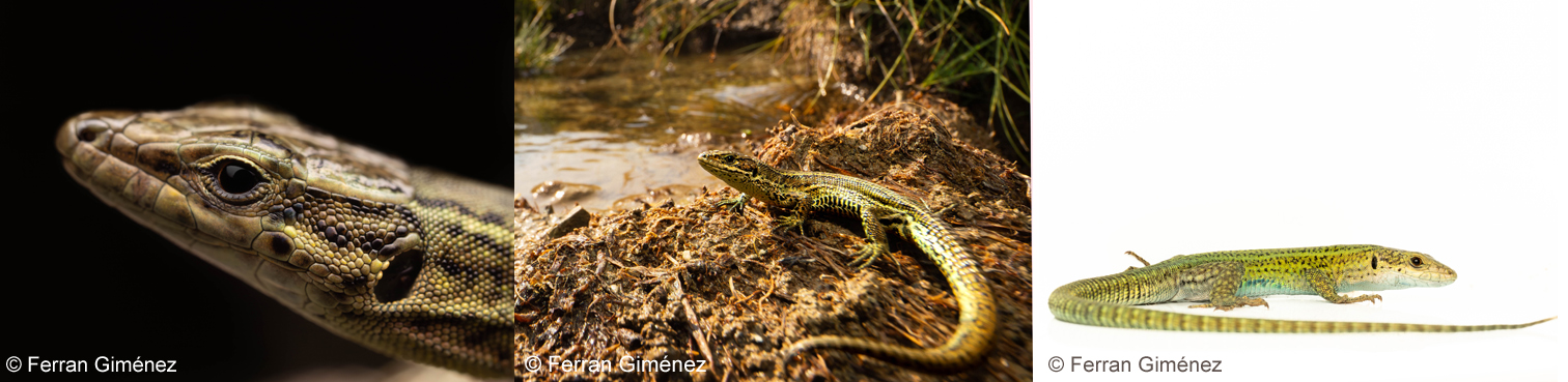 Podarcis muralis, Zootoca vivipara, Podarcis liolepis