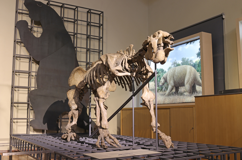 Megatherium americanum del MNCN-CSIC fotografiado por José María Cazcarra