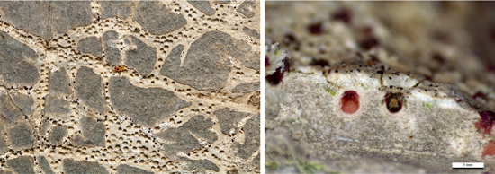 Microperforaciones liquenes