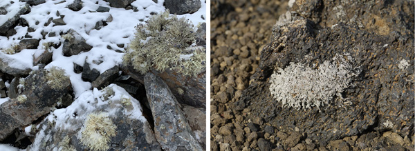 Ambas imágenes muestran rocas colonizadas por líquenes y que pueden contener una gran diversidad de microorganismos, a la izquierda rocas de áreas deglaciadas en la Antártida, a la derecha lavas de Islandia. / Asunción de los Ríos.