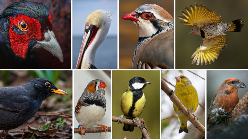 aves mostrando sus atributos rojos y amarillos 