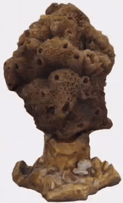 Imagen 3D de una esponja de la Colección de Antonio Parra