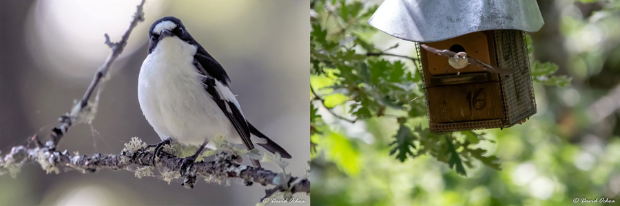 De izquierda a derecha un macho y una hembra de papamoscas cerrojillo, Ficedula hypoleuca, que han estudiado en la sierra norte de Madrid. Fotografías tomadas por David Ochoa. 