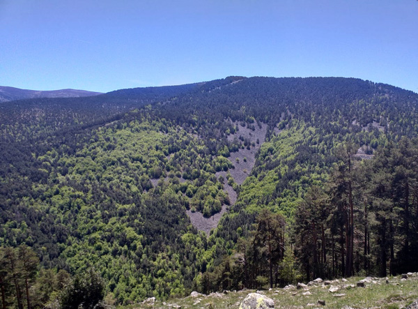 El pie de foto podría ser: Imagen de un tipo de bosques mixtos estudiados: mezcla de pinos silvestres y hayas en la Sierra de Cameros, La Rioja/Miren del Río