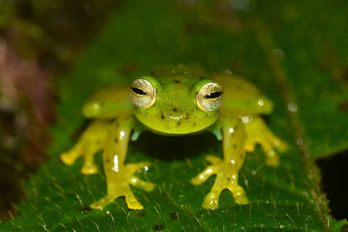 Ejemplar de "Espadarana prosoblepon". Arriba un ejemplar de Pristimantis chalceus, dos de las especies que aún se pueden encontrar en la Reserva Natural La Planada, en Colombia / Claudia Lansac.&nbsp;