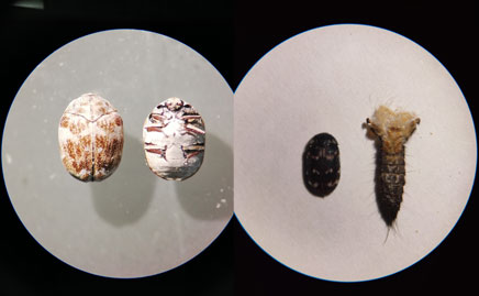 Parásitos de los nidos