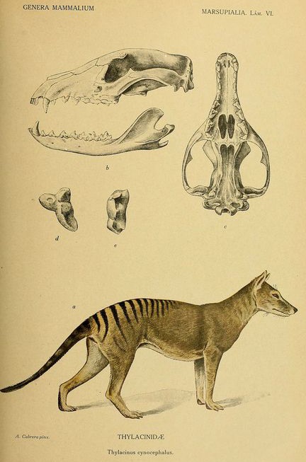 Lámina con un tilacino dibujado por Rafael Cabrera (1919)