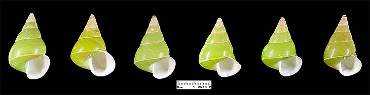 Papustyla_pulcherrima 