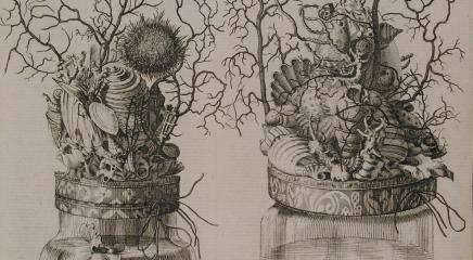 Dibujo de composición marina de Joseph Mulder. Dos frascos de cristal con conchas, huevos y algas en su interior, sumergidas en líquidos conservativos, y cubiertas con tapas ornamentadas con moluscos, corales, un erizo y un pez naturalizados.