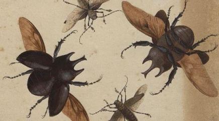Dibujo de coleópteros, colección van Berkheij