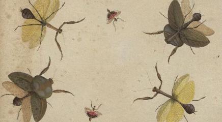 Dibujo de composición de mantis, Colección van Berkheij