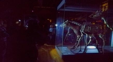 Imagen de la vitrina del okapi durante la primera sesión de cómete el museo