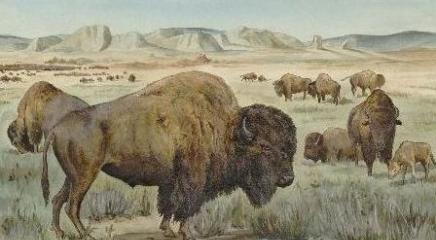 Dibujo de bisontes de Ángel Cabrera Latorre