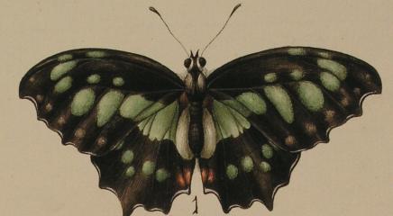 Dibujo de mariposas, Expedición Botánica Nueva España