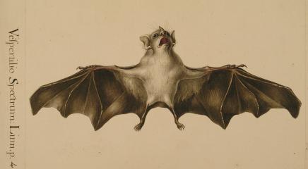 Dibujo de murciélago espectral Expedición Botánica Nueva España