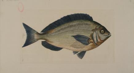 Dibujo de pez pañoso realizado por Miguel Cros, Expedición Botánica Nueva España
