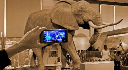 Visitante del MNCN haciendo una foto del elefante africano