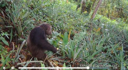 Video que describe el proyecto de investigación