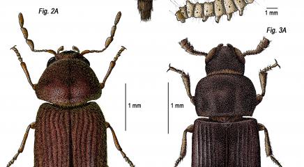 Ilustración de escarabajos y su metamorfosis