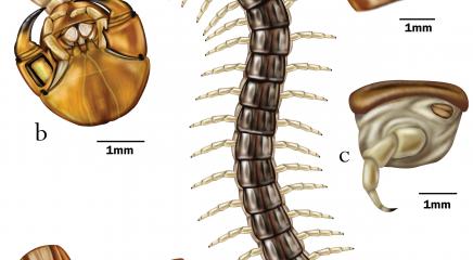 Ilustración de una escolopendra