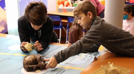 Dos alumnos de un colegio comparan dos cráneos humanos primitivos