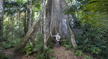 ceiba