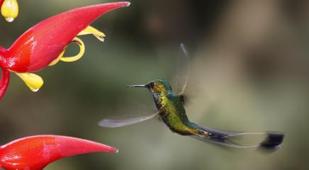 colibri