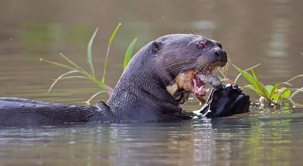 nutria