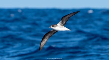 gaviota
