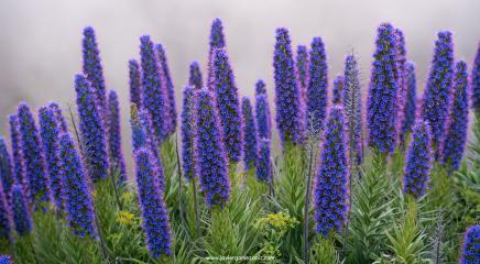 lavanda