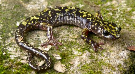 Hickory Nut Gorge Green Salamander (Aneides caryaensis), United States, Critically Endangered (Photo by Todd W. Pierson)