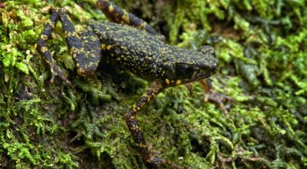 Mossy Stream Toad (Ansonia lumut), Malaysia, Least Concern (Photo by Chan Kin Onn)