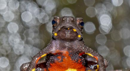 Malabar Torrent Toad (Ghatophryne ornata, India, Vulnerable. (Photo by Sandeep Das)