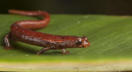 Walker's Salamander (Bolitoglossa walkeri), a Near Threatened species in the Chocó of Colombia. (Photo by © Robin Moore/Re:wild)